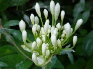 Acquisto vendita Lecousse